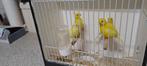 Kanaries, Dieren en Toebehoren, Vogels | Kanaries, Meerdere dieren, Kleurkanarie