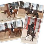Gezocht stalling., Stalling, 1 paard of pony