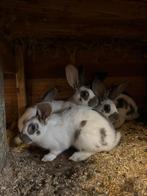 4 jonge lotharinger rammen te koop, Mannelijk, Groot, 0 tot 2 jaar