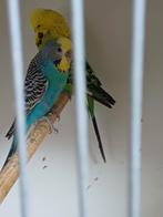 Koppel engelse (man) en kans split blackface (pop)