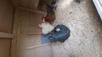 Drie kippen, Dieren en Toebehoren, Pluimvee, Vrouwelijk, Kip