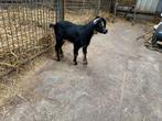 Black and tan bokje, Dieren en Toebehoren, Schapen, Geiten en Varkens, Mannelijk, Geit, 0 tot 2 jaar