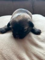75% pekingees pups, 8 tot 15 weken, CDV (hondenziekte), Meerdere, Meerdere dieren