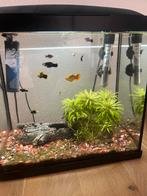Tropische platy vissen met aquarium, Dieren en Toebehoren, Ophalen of Verzenden, Zo goed als nieuw