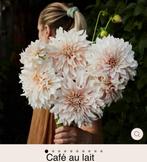 Dahlia knollen Cafe au lait, Ophalen of Verzenden