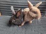Koppel jonge dwerg konijntjes, Dieren en Toebehoren, Konijnen, Meerdere dieren, Dwerg, 0 tot 2 jaar