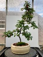 Bonsaï - Cotoneaster, Tuin en Terras, Planten | Tuinplanten, Overige soorten, Vaste plant, Ophalen of Verzenden, Halfschaduw