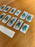 Taxidermie: aangeboden verzameling diverse kevers, Verzamelen, Dierenverzamelingen, Ophalen of Verzenden, Nieuw, Insect, Opgezet dier