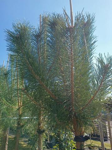 Pinus sylvestris | Grove Den