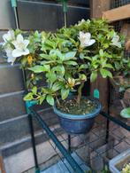Japanse Azalea Kaminoyamakirin Bonsai, Tuin en Terras, Ophalen of Verzenden, Zomer, Halfschaduw