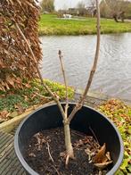 Tamme kastanje boompje, Tuin en Terras, Ophalen, Minder dan 100 cm, Overige soorten, Zomer