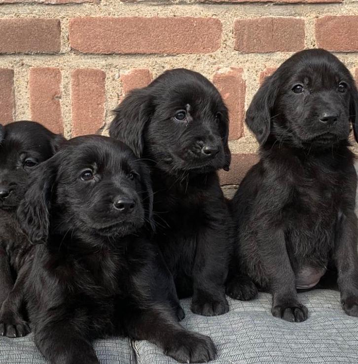 Prachtige GOLDEN RETRIEVER x FRIESE STABIJ pups, Dieren en Toebehoren, Honden | Niet-rashonden, Middel, Meerdere dieren, Fokker | Professioneel