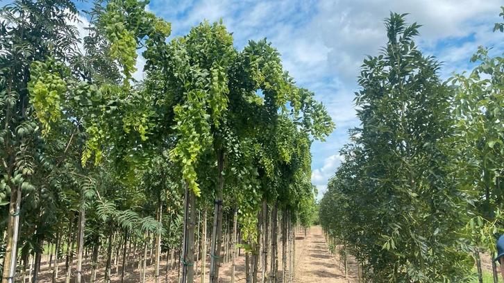 robinia twisty baby bijzondere krul acasia, Tuin en Terras, Planten | Bomen, Overige soorten, Volle zon, In pot, Ophalen