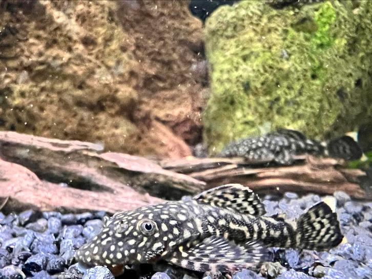 Jonge Algeneter Ancistrus (borstelneus), Dieren en Toebehoren, Vissen | Aquariumvissen, Vis