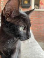 Goud mandje gezocht, Dieren en Toebehoren, Kater