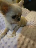 Mooi langharig mini chihuahua reutje, Dieren en Toebehoren, Honden | Chihuahua's en Gezelschapshonden, Rabiës (hondsdolheid), 8 tot 15 weken