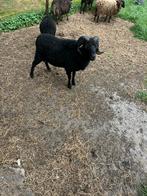 Ouessant schapen, Dieren en Toebehoren, Mannelijk, Schaap