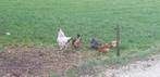 Zoek koppel ganzen boeren of knobbel, Dieren en Toebehoren, Meerdere dieren, Gans of Zwaan