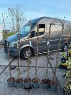 Parthenocissus hoog 200cm zeer mooie plat groeiende klimmer, Ophalen, Vaste plant, Halfschaduw, Klimplanten