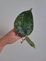 Scindapsus Trebie, Ophalen of Verzenden, Overige soorten, Minder dan 100 cm