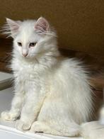 Maine Coon kittens, diverse kleuren., Dieren en Toebehoren, Meerdere dieren, Ontwormd, 0 tot 2 jaar
