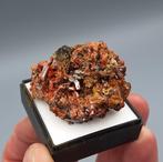 Crocoiet - Red Lead Mine, Dundas, Tasmanië, Australië, Ophalen of Verzenden, Mineraal