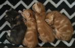 Lieve katertjes en poes zoeken een nieuw goed huisje, Dieren en Toebehoren, Kater