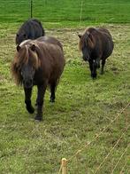Falabella merries miniatuur paarden, Merrie, Niet van toepassing, Gechipt, 11 jaar of ouder