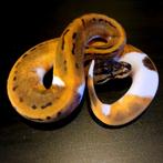 0.1 Pinstripe Piebald '25, Dieren en Toebehoren, Slang, 0 tot 2 jaar