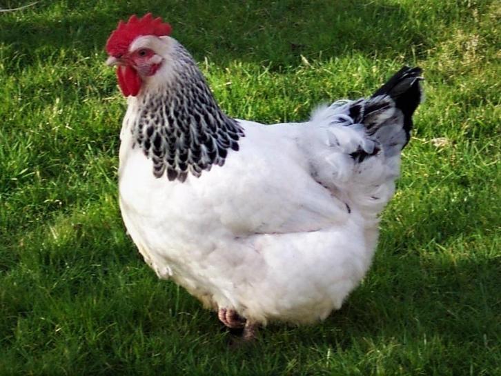 Goede leggers | Sussex Columbia | Gezonde kippen, Dieren en Toebehoren, Pluimvee, Kip, Meerdere dieren
