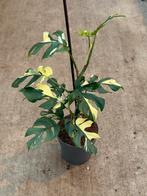 Rhapidophora Tetrasperma Variegata, Huis en Inrichting, Kamerplanten, Ophalen of Verzenden, Halfschaduw, Minder dan 100 cm