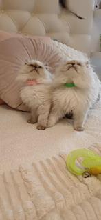 Knappe Super Kleine lieve Prachtige Britse Langhaar kater, Dieren en Toebehoren, Meerdere dieren