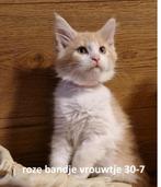 2 Maine coon poesjes 30-7, Dieren en Toebehoren, Poes, Ontwormd, 0 tot 2 jaar