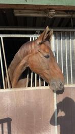 Super lieve en sportieve merrie, Dieren en Toebehoren, Paarden, Merrie, M, Dressuurpaard, 11 jaar of ouder