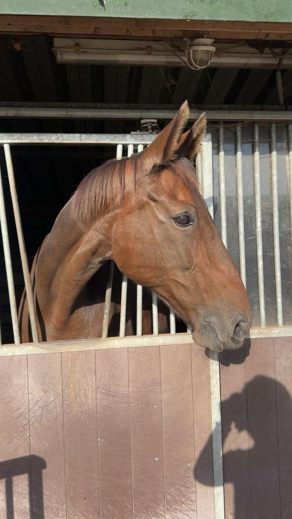 Super lieve en sportieve merrie, Dieren en Toebehoren, Paarden, Merrie, M, 11 jaar of ouder, Dressuurpaard