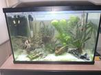 Aquarium, Ophalen, Zo goed als nieuw, Gevuld zoetwateraquarium