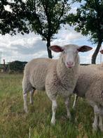Goedgekeurde stamboek fries melkschaap rammen, Dieren en Toebehoren, Schapen, Geiten en Varkens, Mannelijk, Schaap, 0 tot 2 jaar