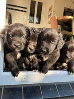 Super leuke golden aussies met een vleugje landseer/berner, Parvo, 8 tot 15 weken, Groot, Meerdere