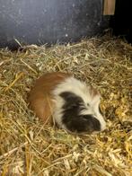 Jonge cavia's, Dieren en Toebehoren, Augustus, Meerdere dieren, Cavia
