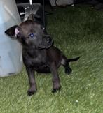 Labrador x mechelse herder pups LAATSTE 3, Dieren en Toebehoren, 8 tot 15 weken, Labrador retriever, Meerdere dieren, Eén hond