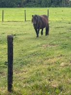 Shetland pony