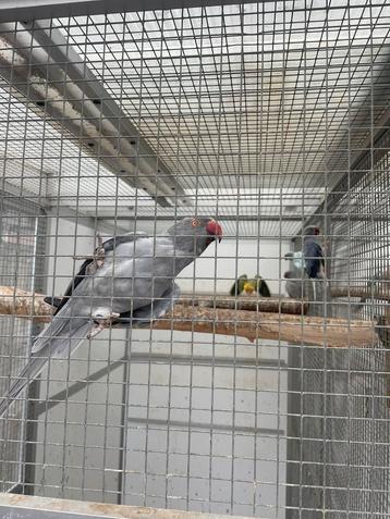 Opaline bont kweekpop van 23-24 halsband / halsbandparkiet beschikbaar voor biedingen