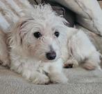 boomer pups, Dieren en Toebehoren, Overige rassen, 8 tot 15 weken, Meerdere, Meerdere dieren