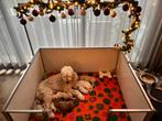 Mooie GoldenDoodle x Labradoodle pups, CDV (hondenziekte), 8 tot 15 weken, Meerdere, Nederland