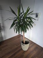 Yucca kamerplant, Yucca, 150 tot 200 cm, Halfschaduw, Ophalen