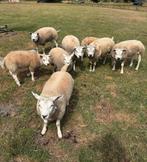 Texelaar ooien, Dieren en Toebehoren, Schapen, Geiten en Varkens, Vrouwelijk, Schaap