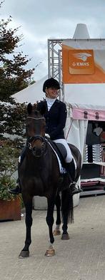 Gave allround merrie, Dieren en Toebehoren, Paarden, Merrie, Z, Gechipt, 7 tot 10 jaar