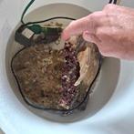 Zeewater. Levend. Mooie platen, Dieren en Toebehoren, Vissen | Aquariumvissen, Vis