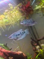 De blauwe Goerami  koppel, Dieren en Toebehoren, Vissen | Aquariumvissen, Vis