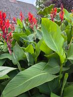 Canna bloemen, Tuin en Terras, Planten | Tuinplanten, Volle zon, Vaste plant, Zomer, Ophalen